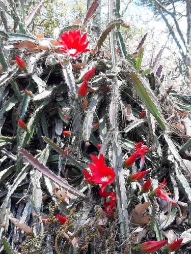 Disocactus speciosus (Disocactus speciosus)