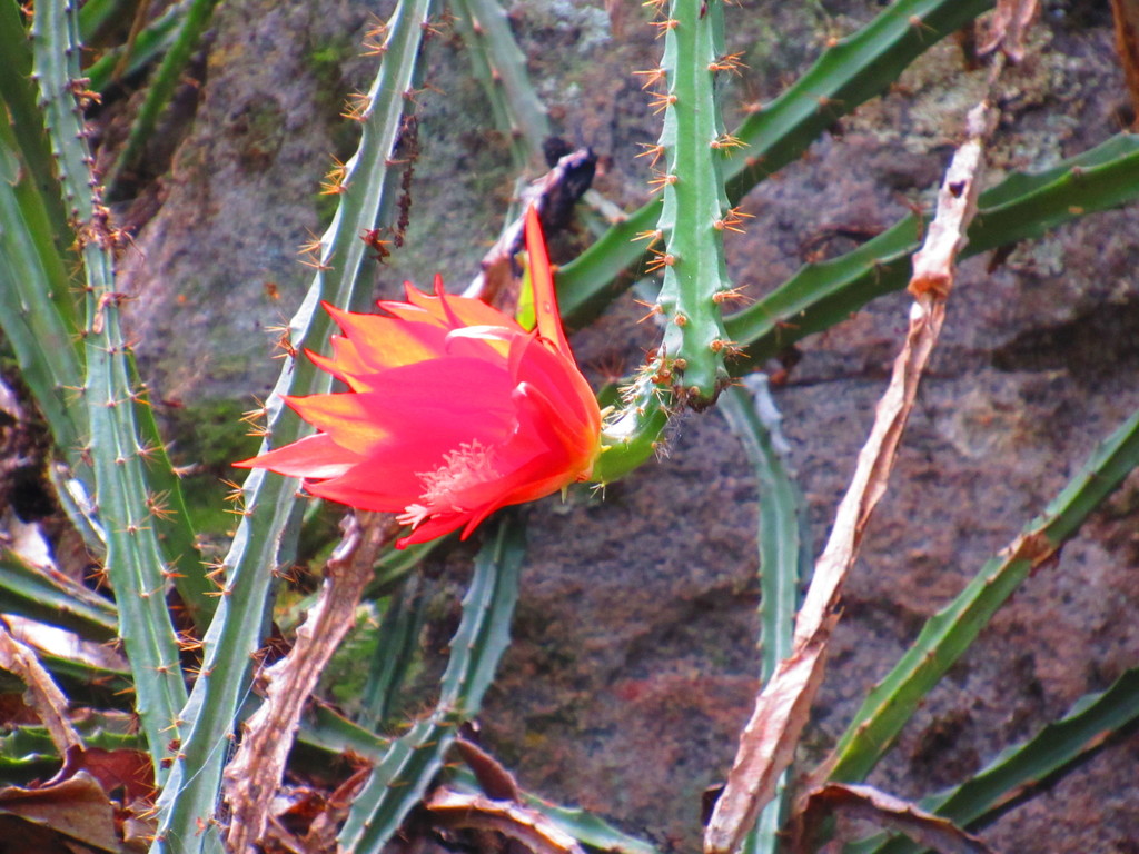 Disocactus speciosus (Disocactus speciosus)