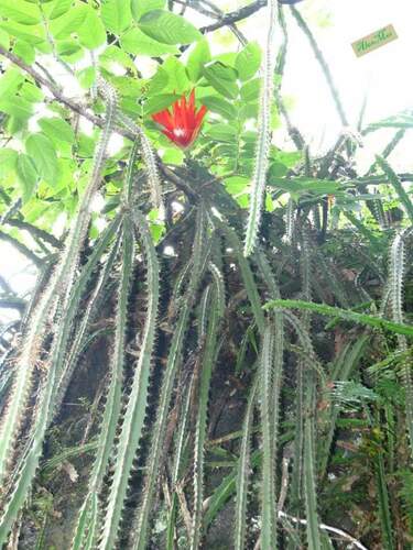 Disocactus speciosus (Disocactus speciosus)