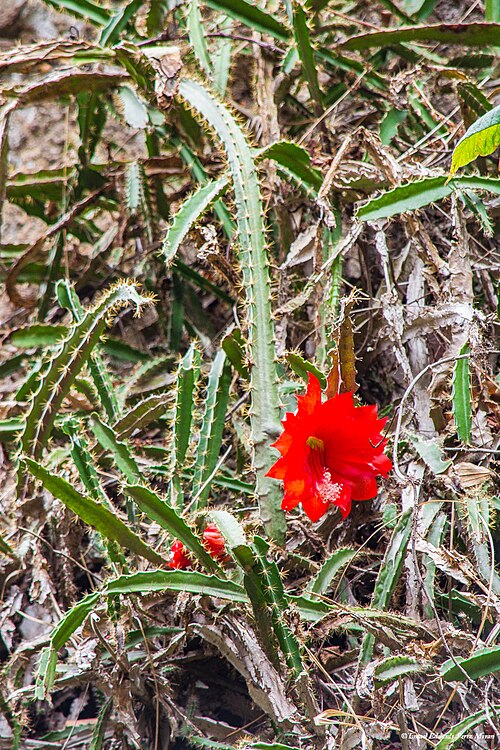 Disocactus speciosus: Photo of Disocactus speciosus speciosus uploaded from iNaturalist .