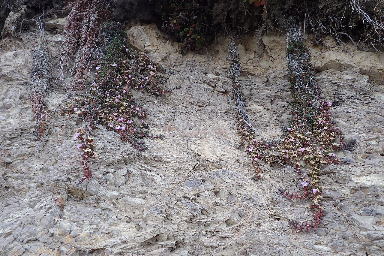 New Zealand ice plant: Disphyma australe in Moeraki