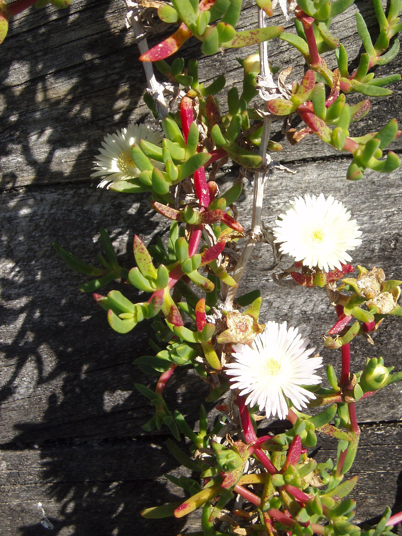 New Zealand ice plant (Disphyma australe)