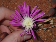 Round-leaved pigface (Disphyma crassifolium)
