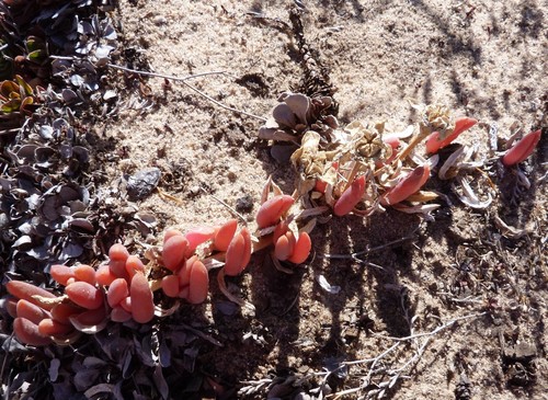 Round-leaved pigface (Disphyma crassifolium)
