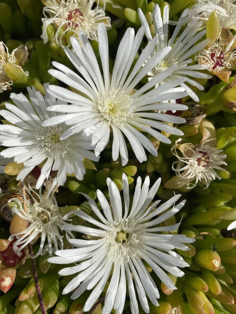 Round-leaved pigface (Disphyma crassifolium)