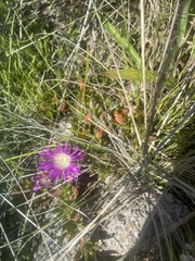 Round-leaved pigface (Disphyma crassifolium)