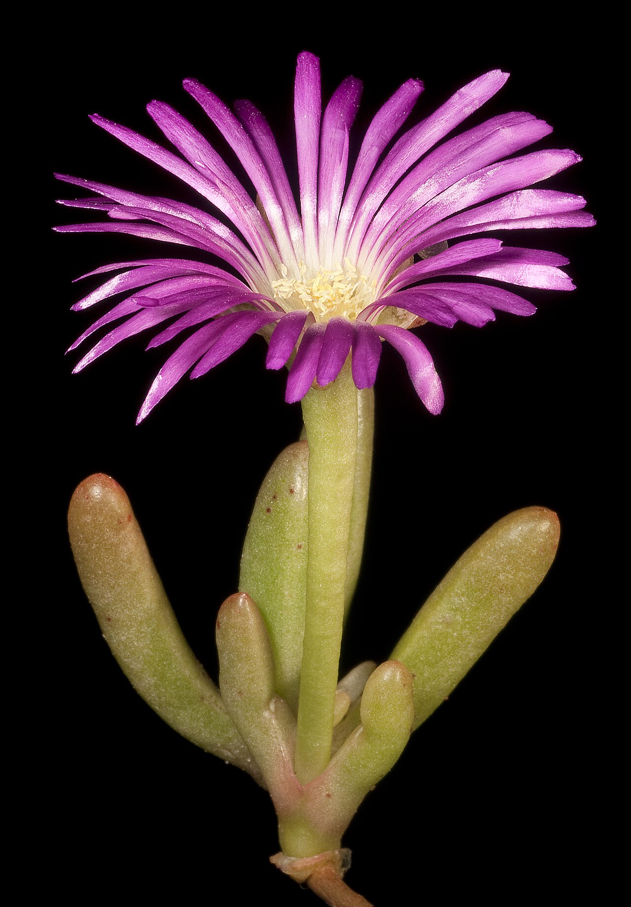 Round-leaved pigface: KRT4670