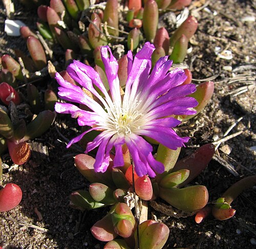 Round-leaved pigface: Disphyma crassifolium subsp. clavellatum , Cheetham Wetlands, Victoria, Australia