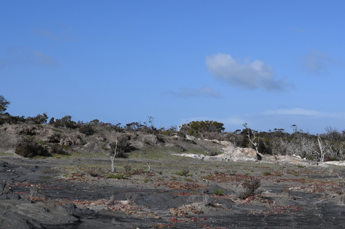 Round-leaved pigface (Disphyma crassifolium)