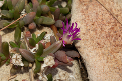 Round-leaved pigface (Disphyma crassifolium)