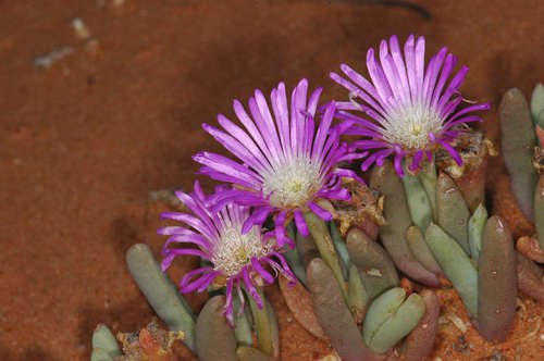 Round-leaved pigface (Disphyma crassifolium)