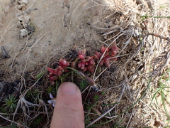 Disphyma dunsdonii (Disphyma dunsdonii)
