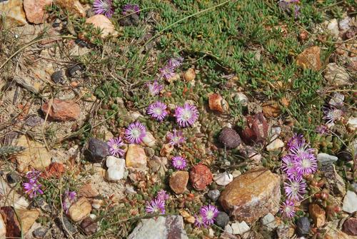 Disphyma dunsdonii (Disphyma dunsdonii)