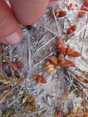 Disphyma dunsdonii (Disphyma dunsdonii)