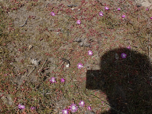 Disphyma dunsdonii (Disphyma dunsdonii)