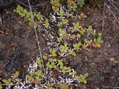 Disphyma dunsdonii (Disphyma dunsdonii)
