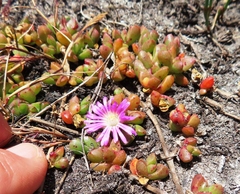 Disphyma dunsdonii (Disphyma dunsdonii)