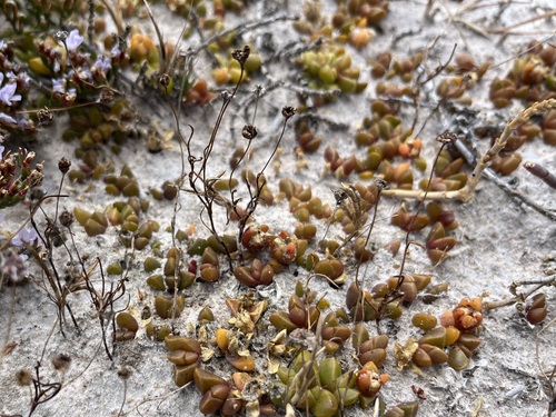 Disphyma dunsdonii (Disphyma dunsdonii)