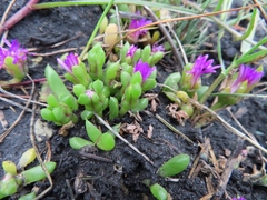 Disphyma dunsdonii (Disphyma dunsdonii)