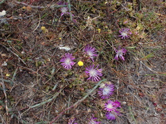 Disphyma dunsdonii (Disphyma dunsdonii)