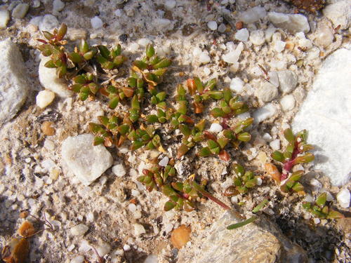 Disphyma dunsdonii (Disphyma dunsdonii)