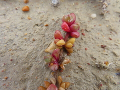 Disphyma dunsdonii (Disphyma dunsdonii)