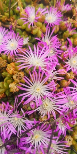 Disphyma dunsdonii (Disphyma dunsdonii)