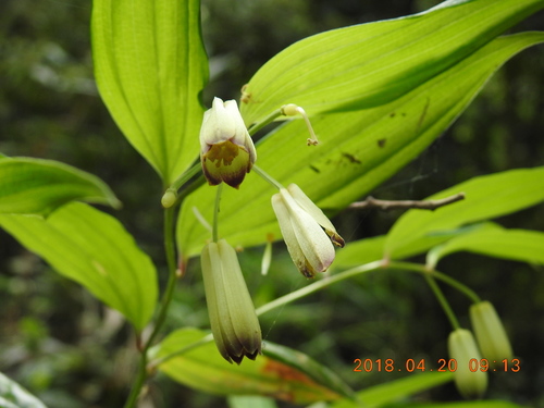 Disporum kawakamii (Disporum kawakamii)