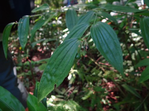 Disporum kawakamii (Disporum kawakamii)