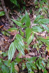 Disporum kawakamii (Disporum kawakamii)
