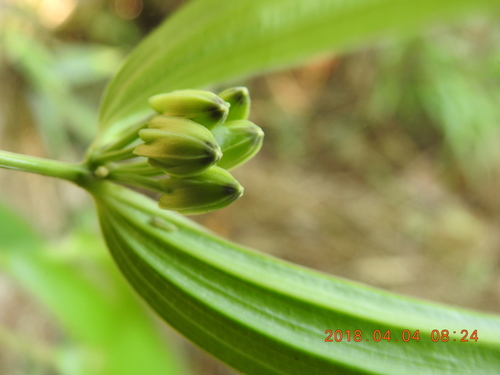 Disporum kawakamii (Disporum kawakamii)