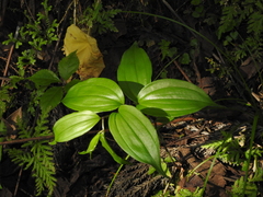 Disporum kawakamii (Disporum kawakamii)
