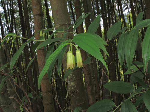Disporum kawakamii (Disporum kawakamii)
