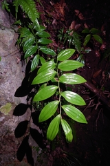 Disporum kawakamii (Disporum kawakamii)