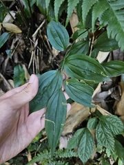 Disporum kawakamii (Disporum kawakamii)