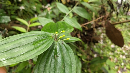 Disporum kawakamii (Disporum kawakamii)