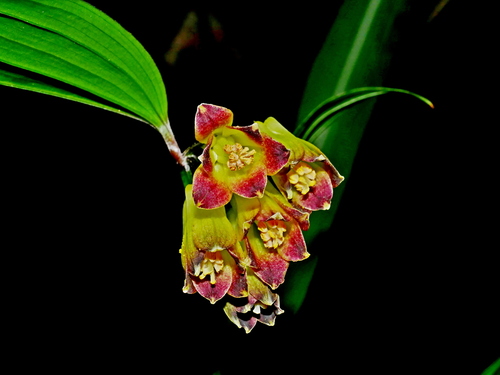 Disporum kawakamii (Disporum kawakamii)