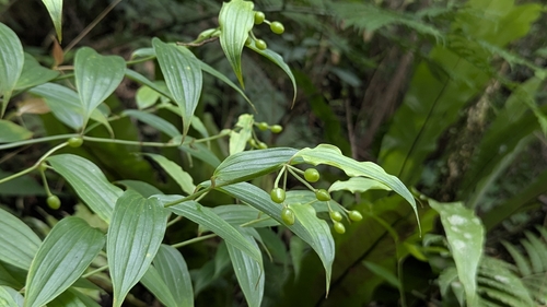 Disporum kawakamii (Disporum kawakamii)