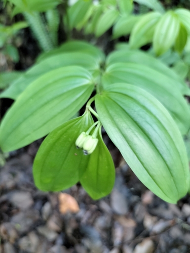 Disporum kawakamii (Disporum kawakamii)