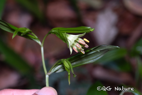 Disporum longistylum (Disporum longistylum)