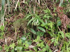 Disporum sessile (Disporum sessile)