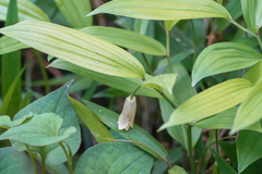 Disporum sessile (Disporum sessile)