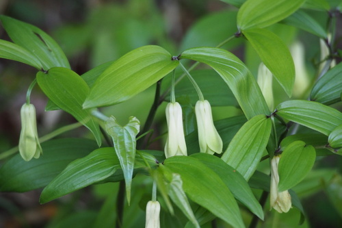 Disporum sessile (Disporum sessile)