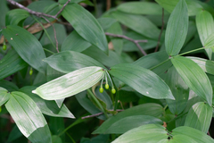 Disporum sessile (Disporum sessile)