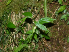 Disporum sessile (Disporum sessile)