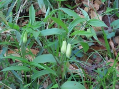 Disporum sessile (Disporum sessile)
