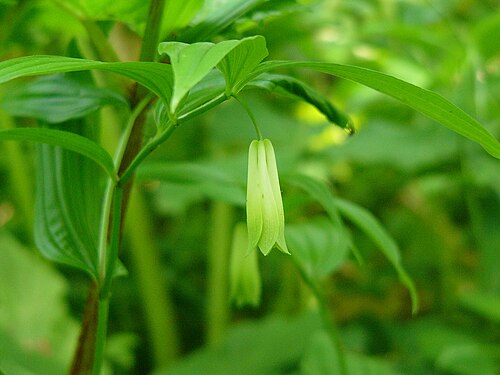Disporum sessile: Disporum sessile ホウチャクソウ