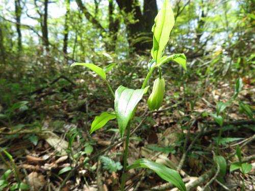 Disporum sessile (Disporum sessile)