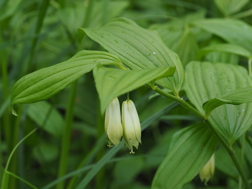 Disporum sessile (Disporum sessile)