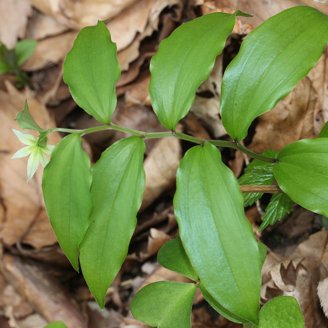 Disporum smilacinum: Disporum smilacinum in Maibara, Shiga Prefecture, Japan.